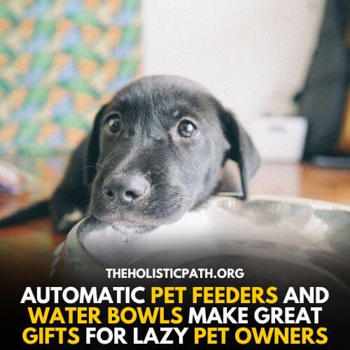 A Dog Eating from An automatic Feeder - A gift for a lazy person