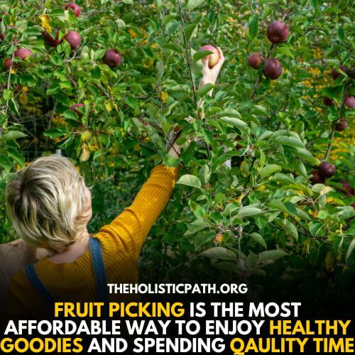 Fruit picking can be one of the restorative activities you are looking for
