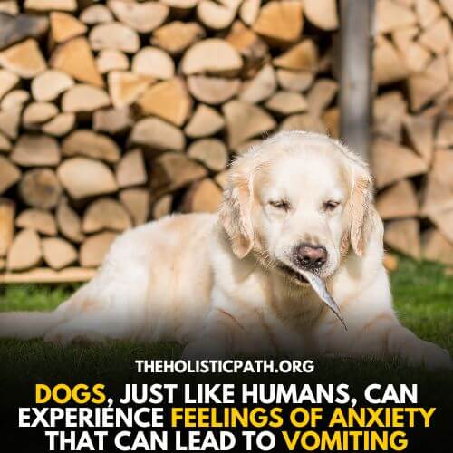 Dogs also suffer from nausea