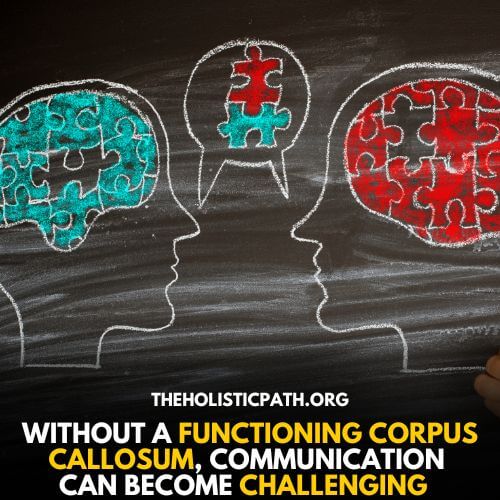 Dichotic listening depends on corpus callosum 